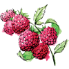 Raspberry