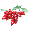 Rose hip